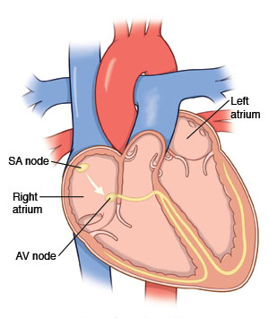 Cross section of heart showing left atrium and SA node and AV node in right atrium.