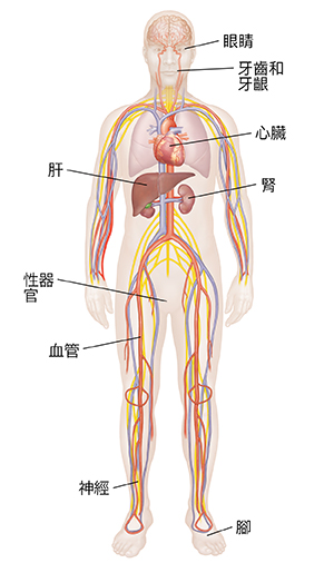 男性身體前視圖,顯示大腦和神經系統、心血管系統、肺部和腎臟。